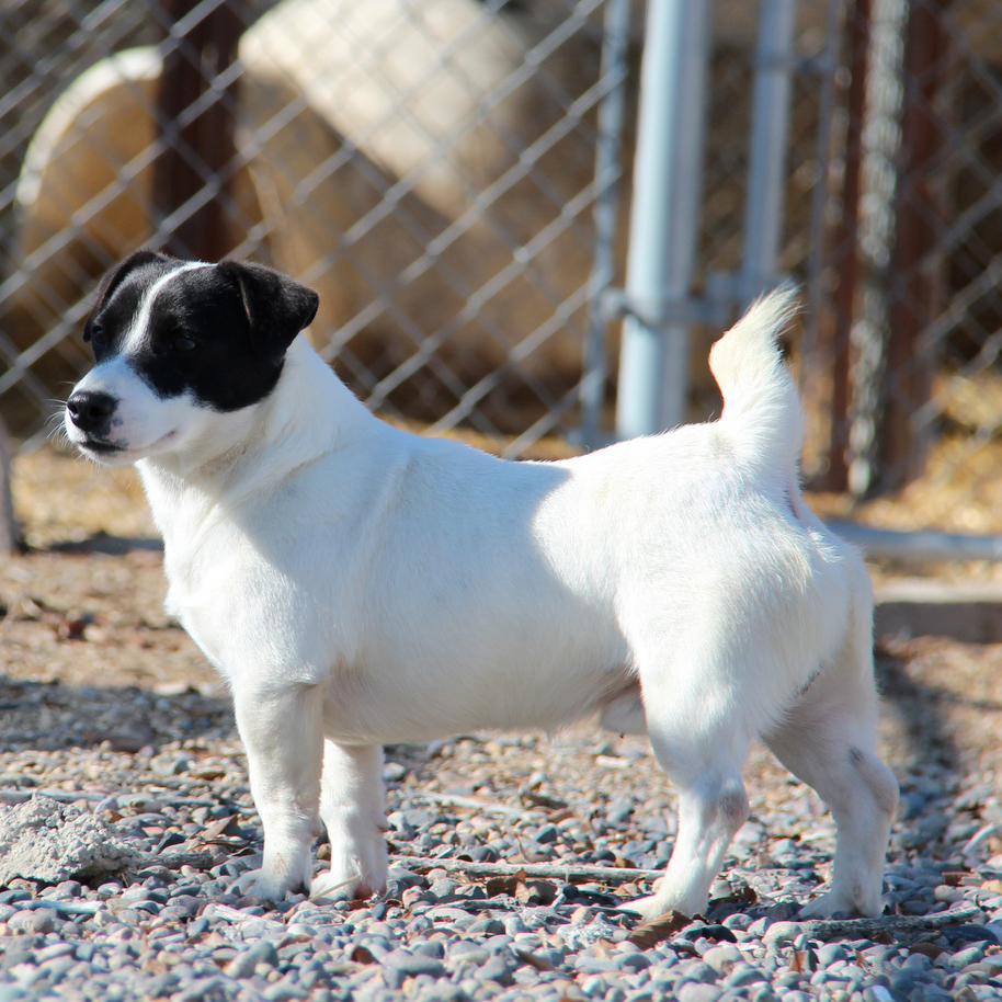 Gray white and black jack russell terrier